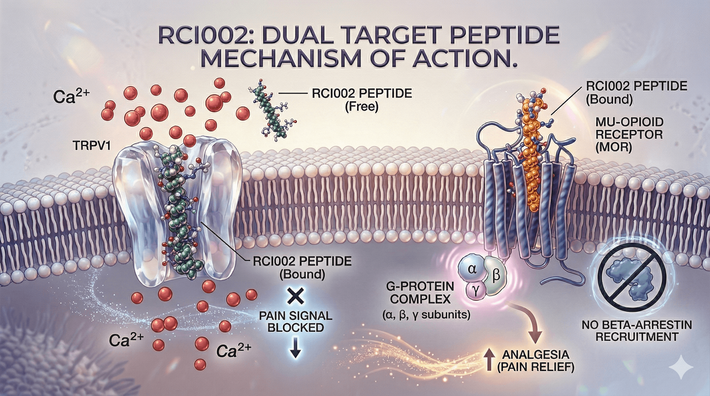 RCI002 Dual Target Peptide Mechanism of Action — TRPV1 & MOR Membrane Target