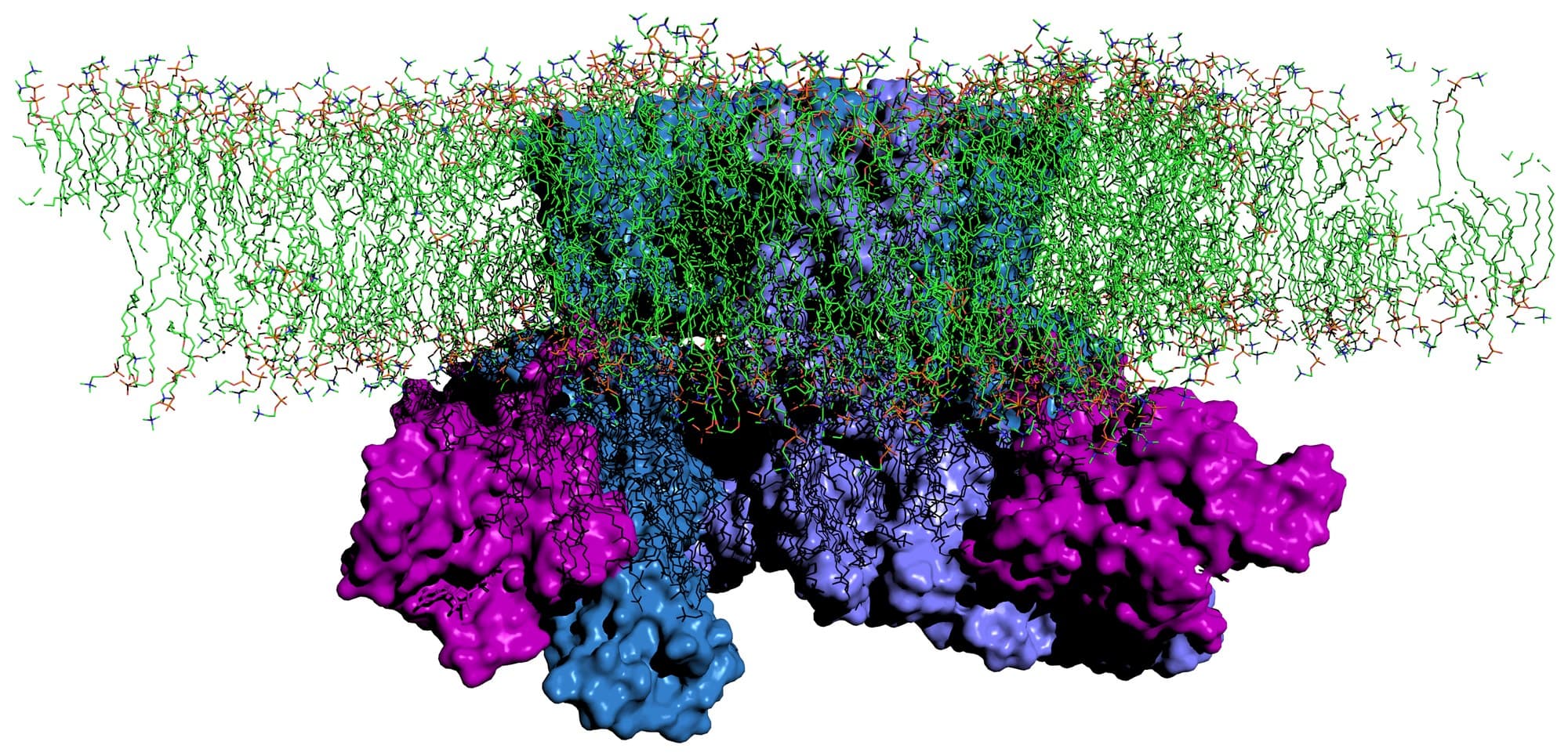 Molecular dynamics simulation of a membrane protein embedded in an explicit lipid bilayer, produced on the RuCIA platform